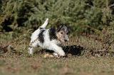 FOX TERRIER 431